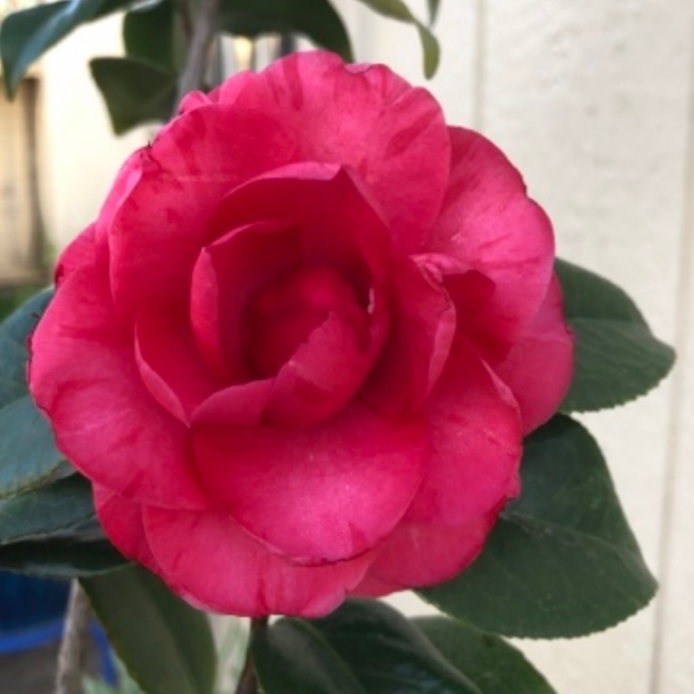 Meet your Posher, Dianna